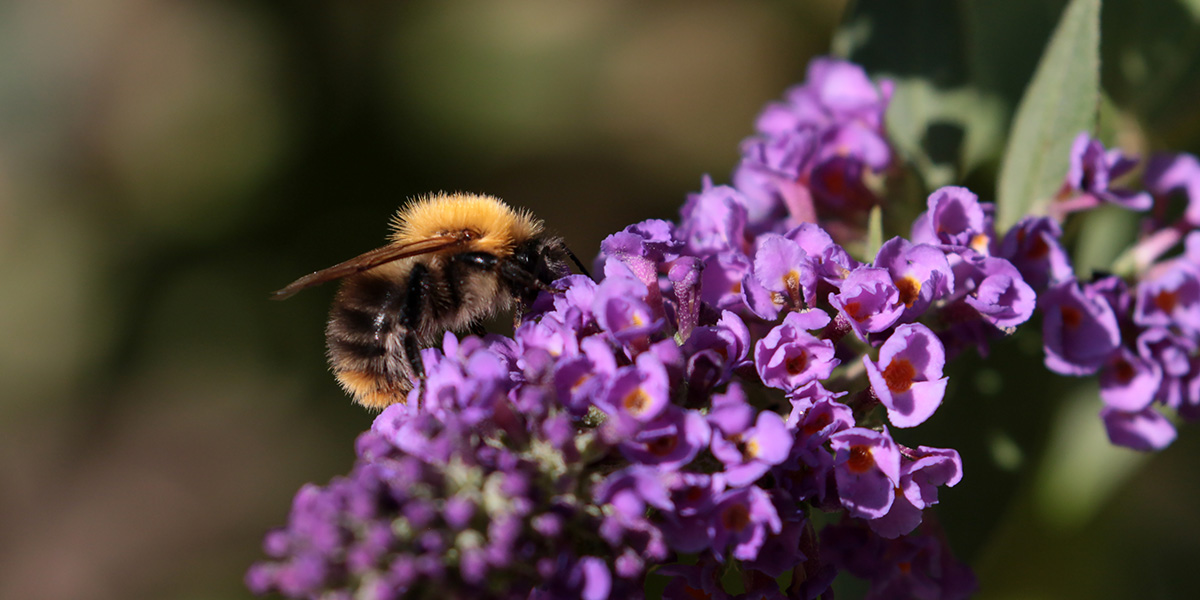 Akkerhommel in tuin in Ridderkerk